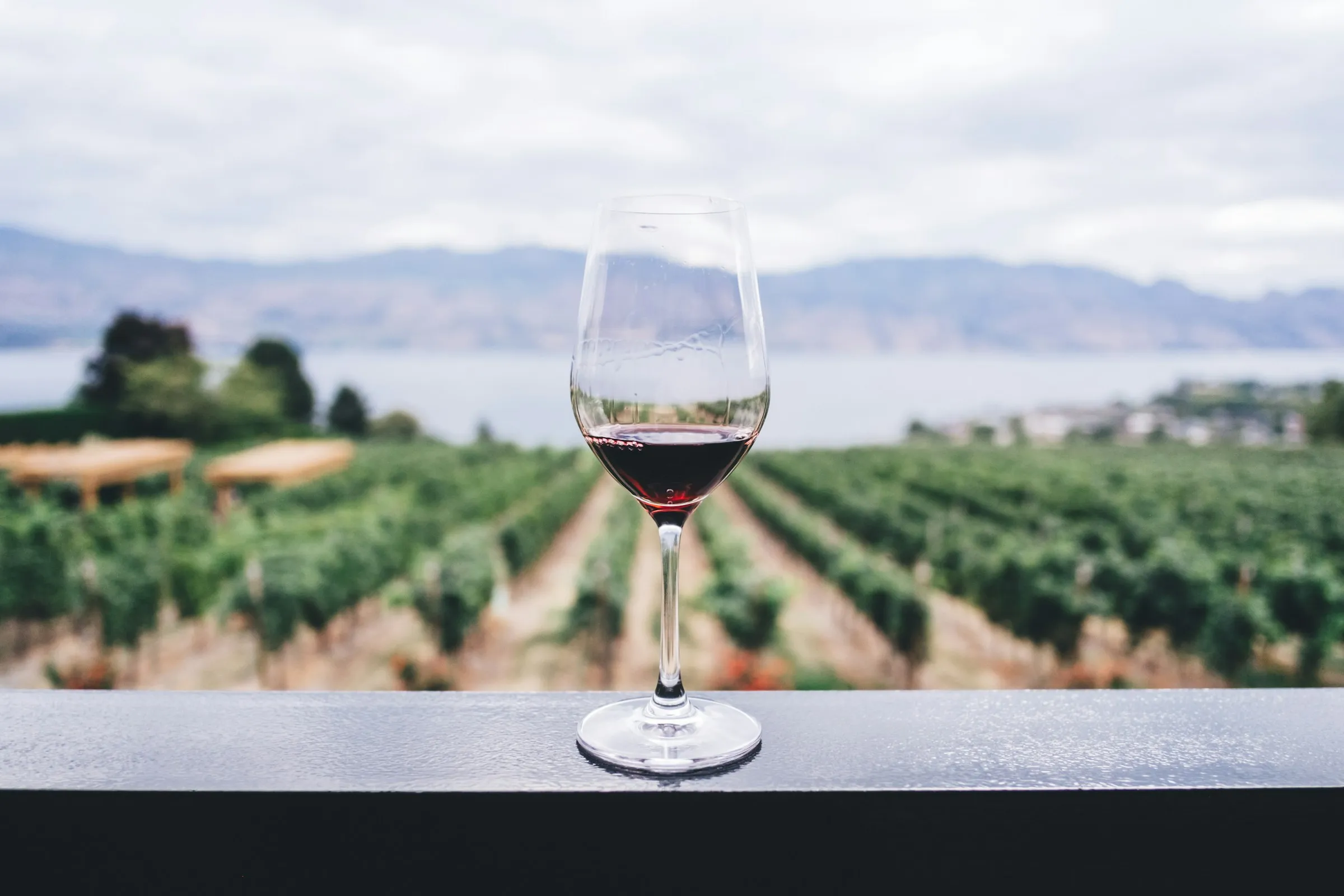 Verre de vin avec vignes en arrière plan