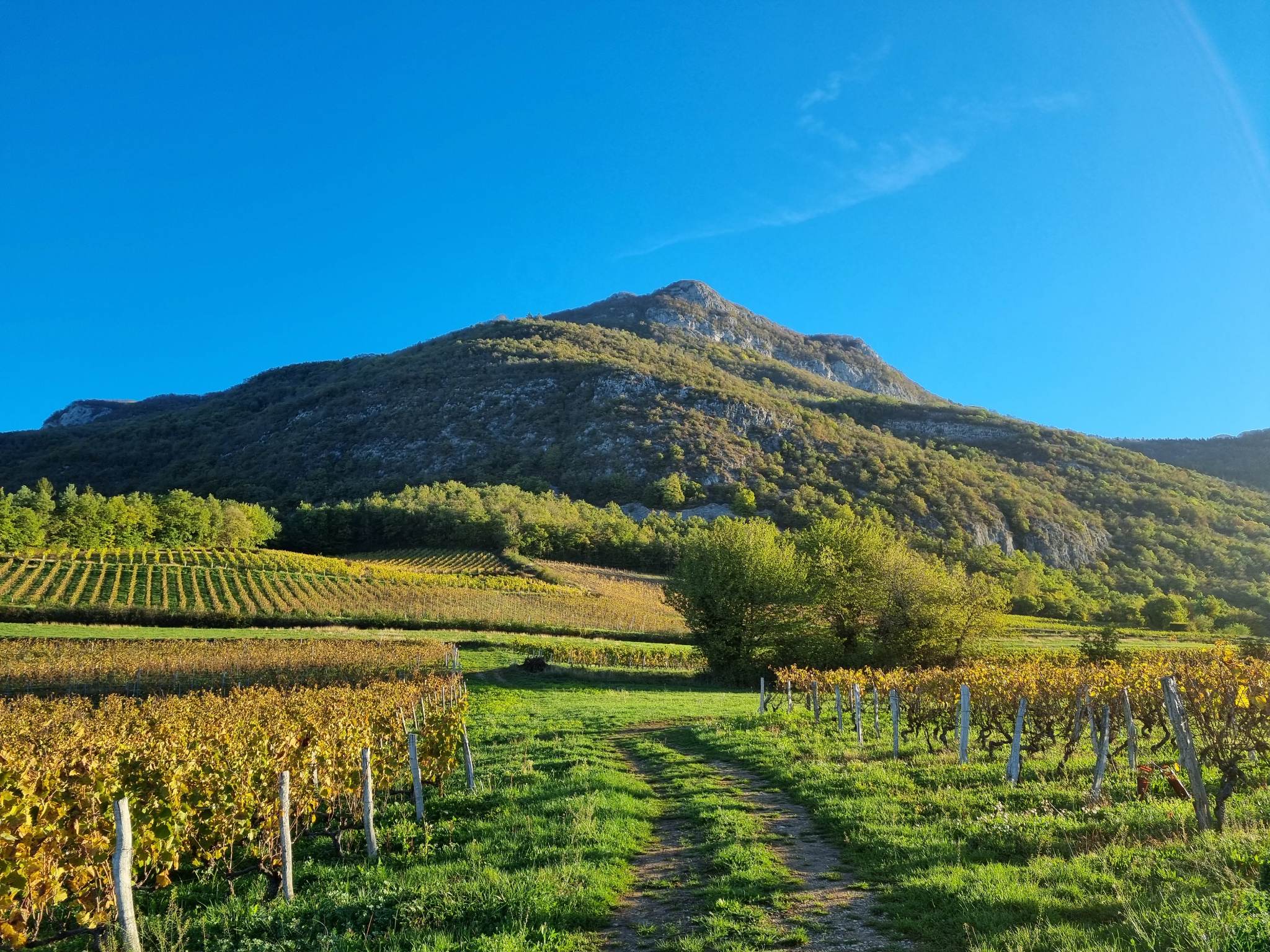 Coucher de soleil sur le vignoble
