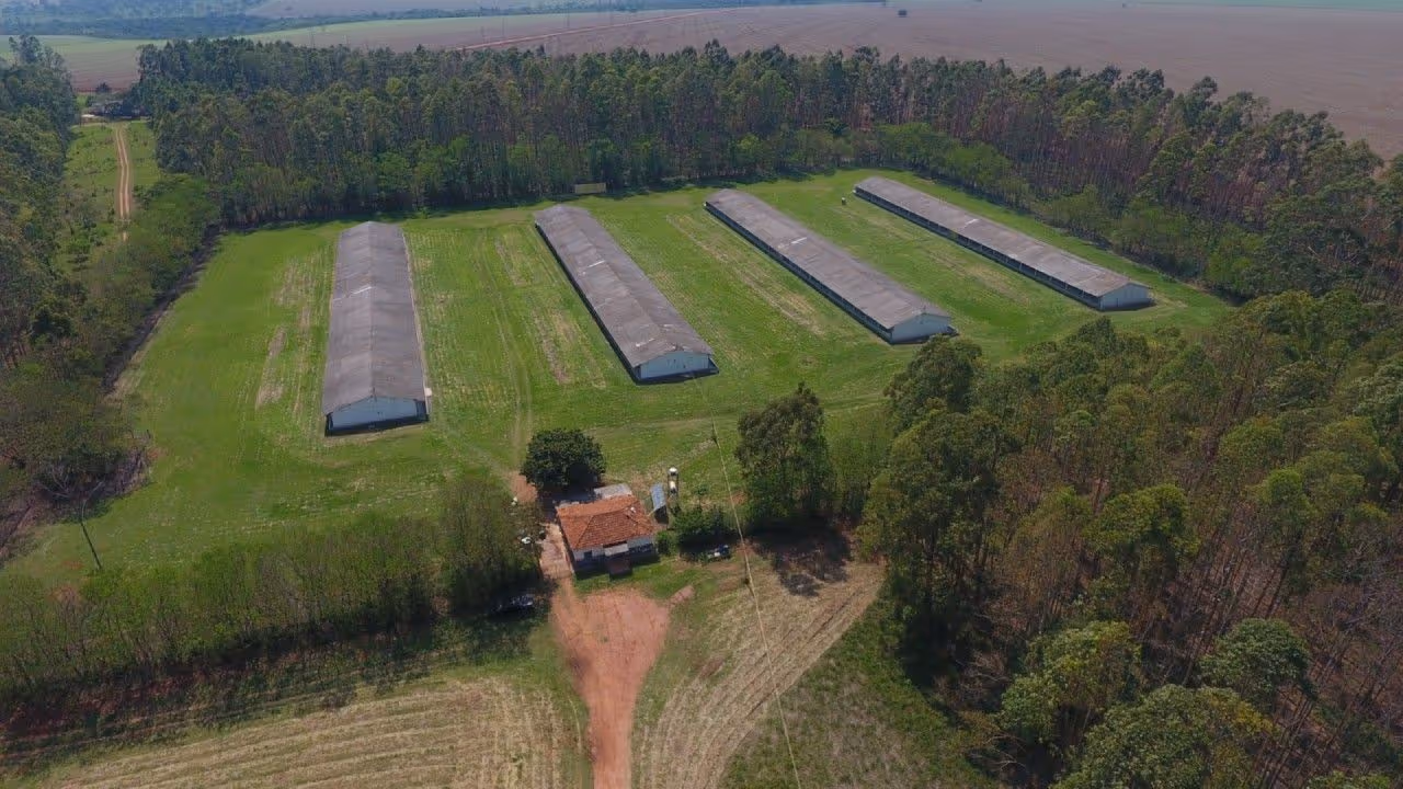 Planalto Ovos: bem-estar animal e responsabilidade ambiental lado a lado