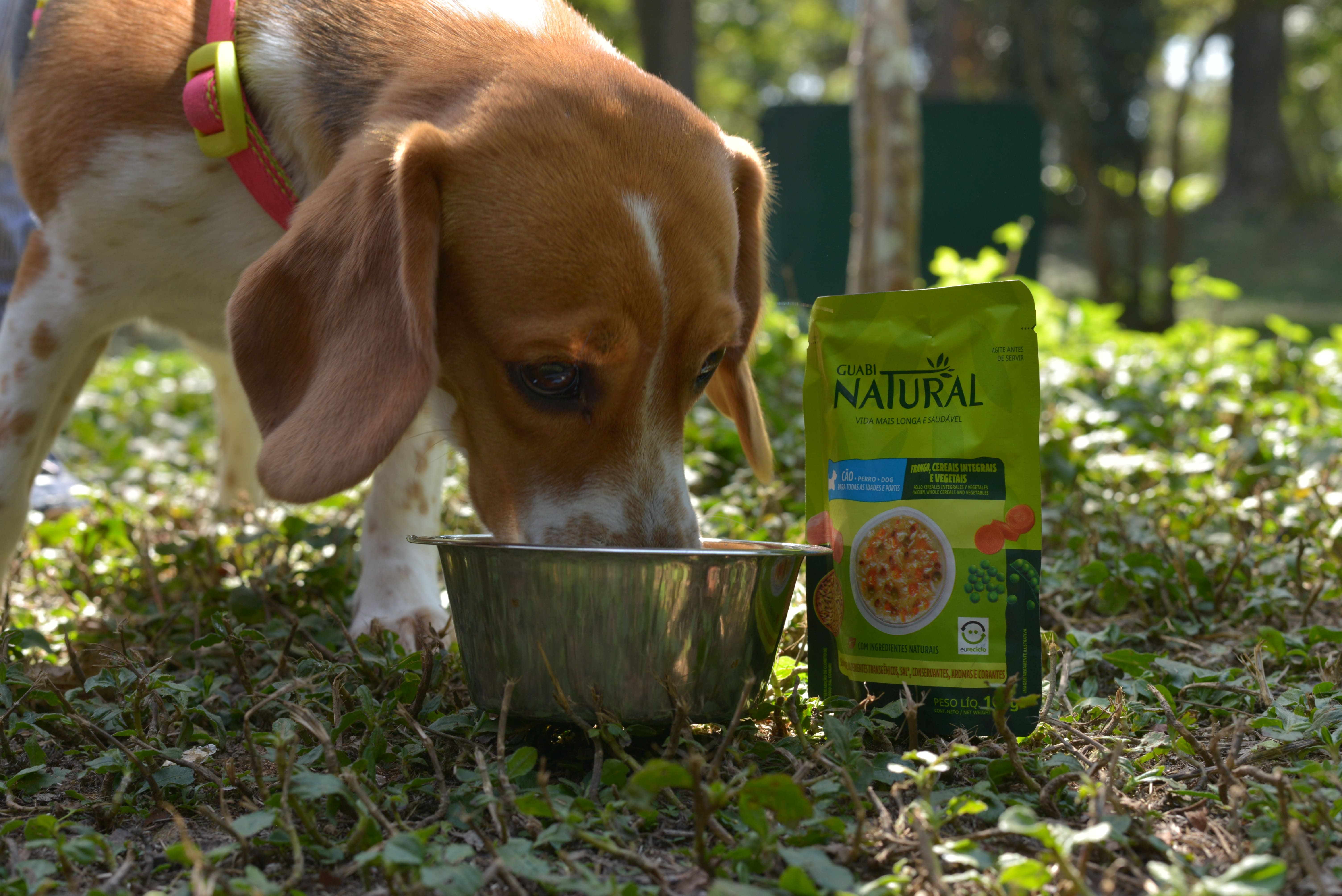O Novo Protagonista do Lar: Como a Sustentabilidade Transforma o Mercado Pet
