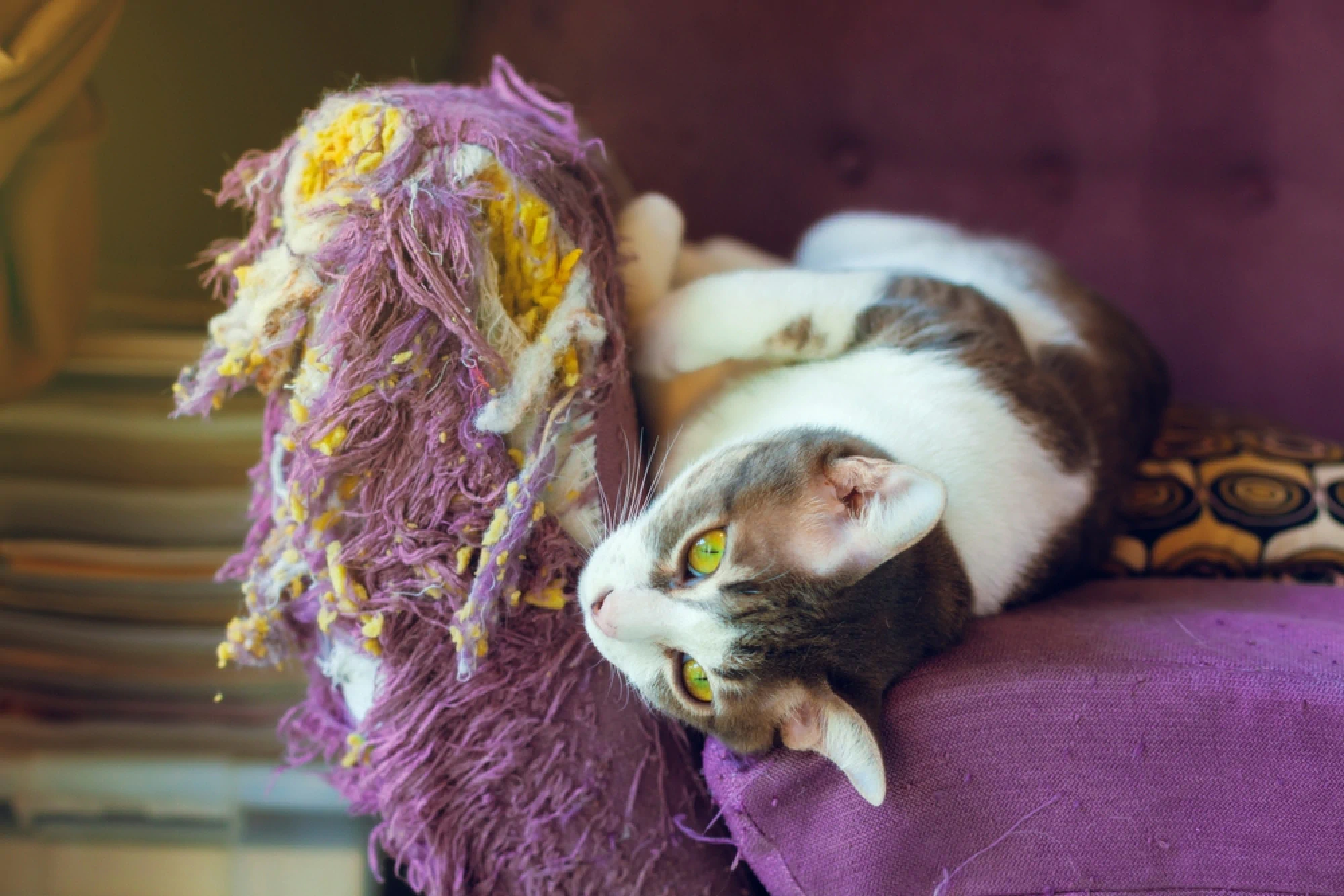 Cat lying on a ripped up purple sofa