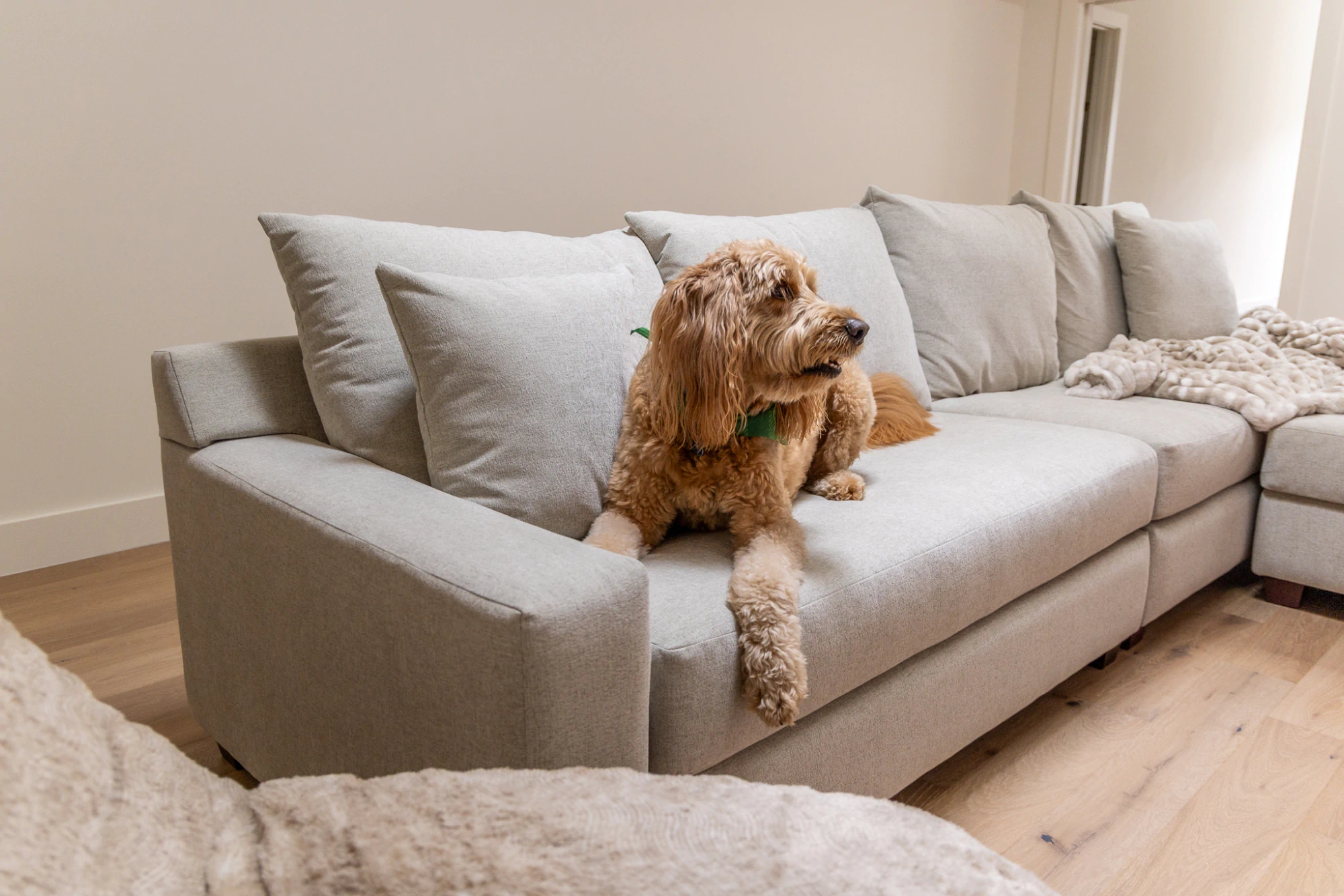 Golden doodle dog lying on light grey sectional by Living Designs Furniture