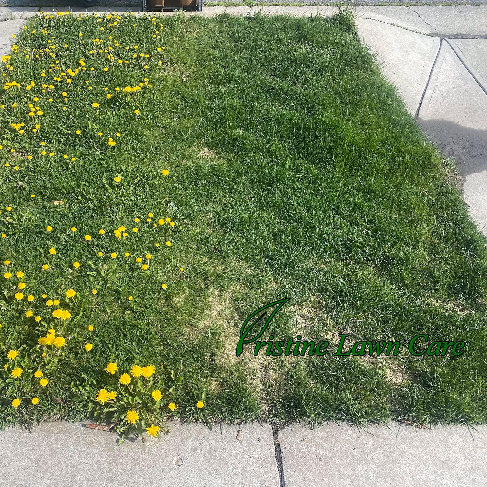 Targeted dandelion treatment on Spokane lawn