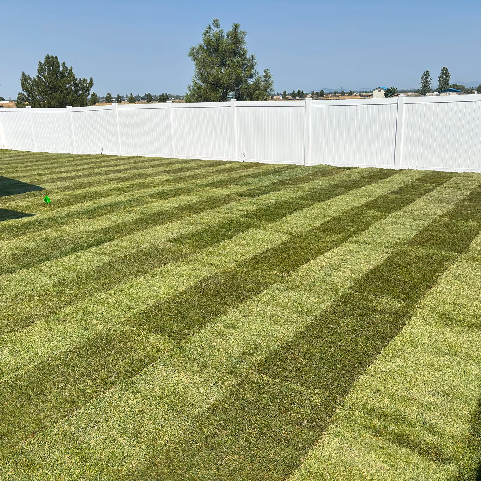 Drought-tolerant sod blend laid by Pristine Lawn Care