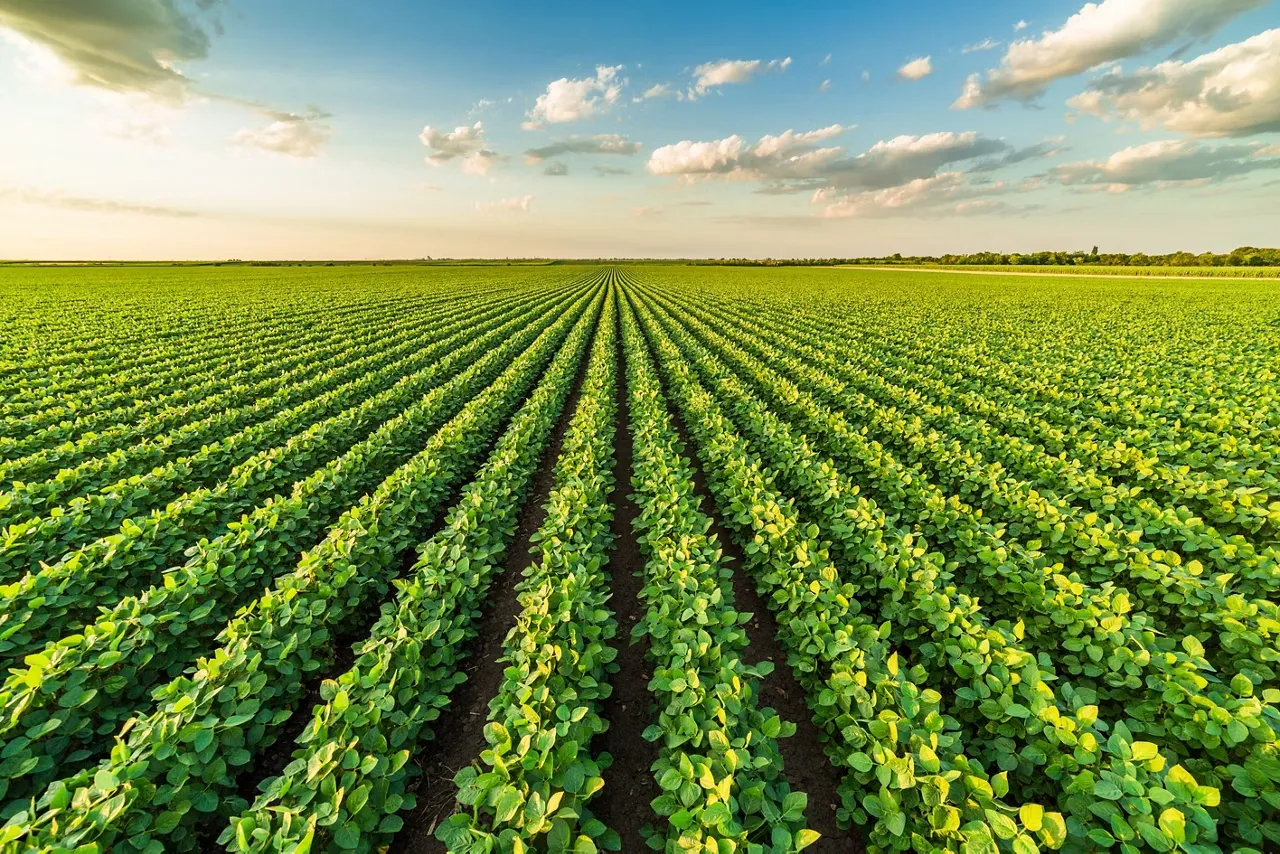 A green agricultural field with evenly spaced rows of crops stretching toward the horizon under a blue sky with clouds.