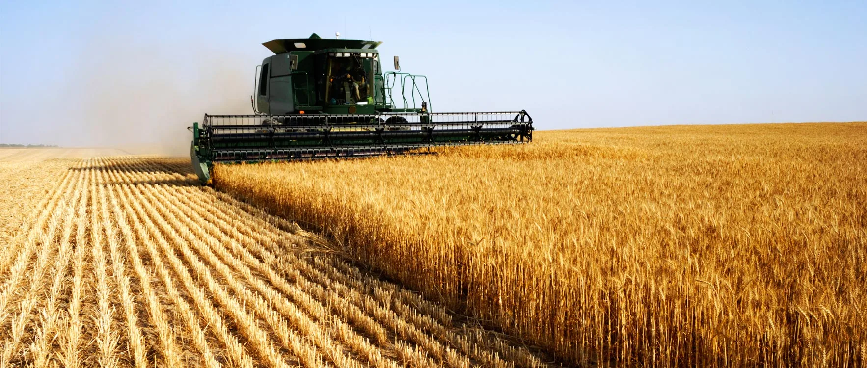 A large green combine harvester is actively harvesting golden wheat in a vast field under a clear sky, leaving behind neatly cut rows.