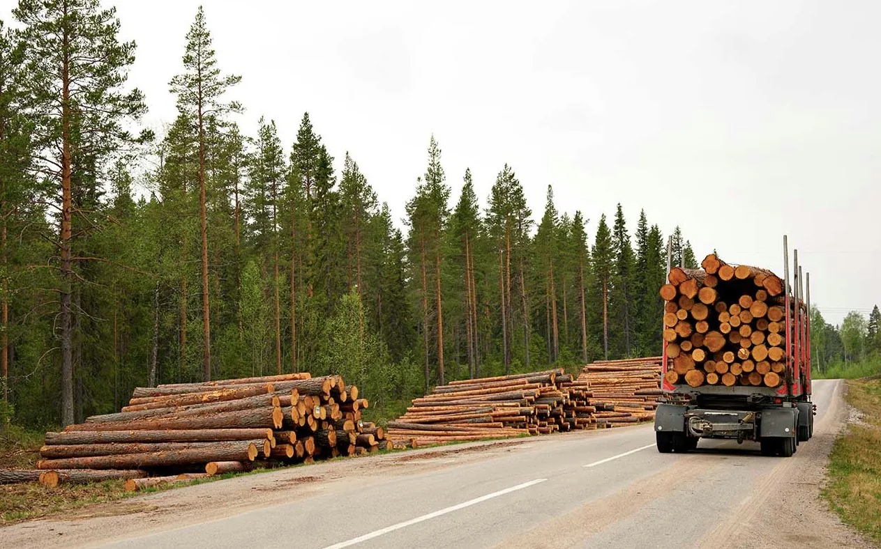 A large truck loaded with logs is driving on a paved road next to a vast forest, with several large piles of cut logs stacked on the roadside.