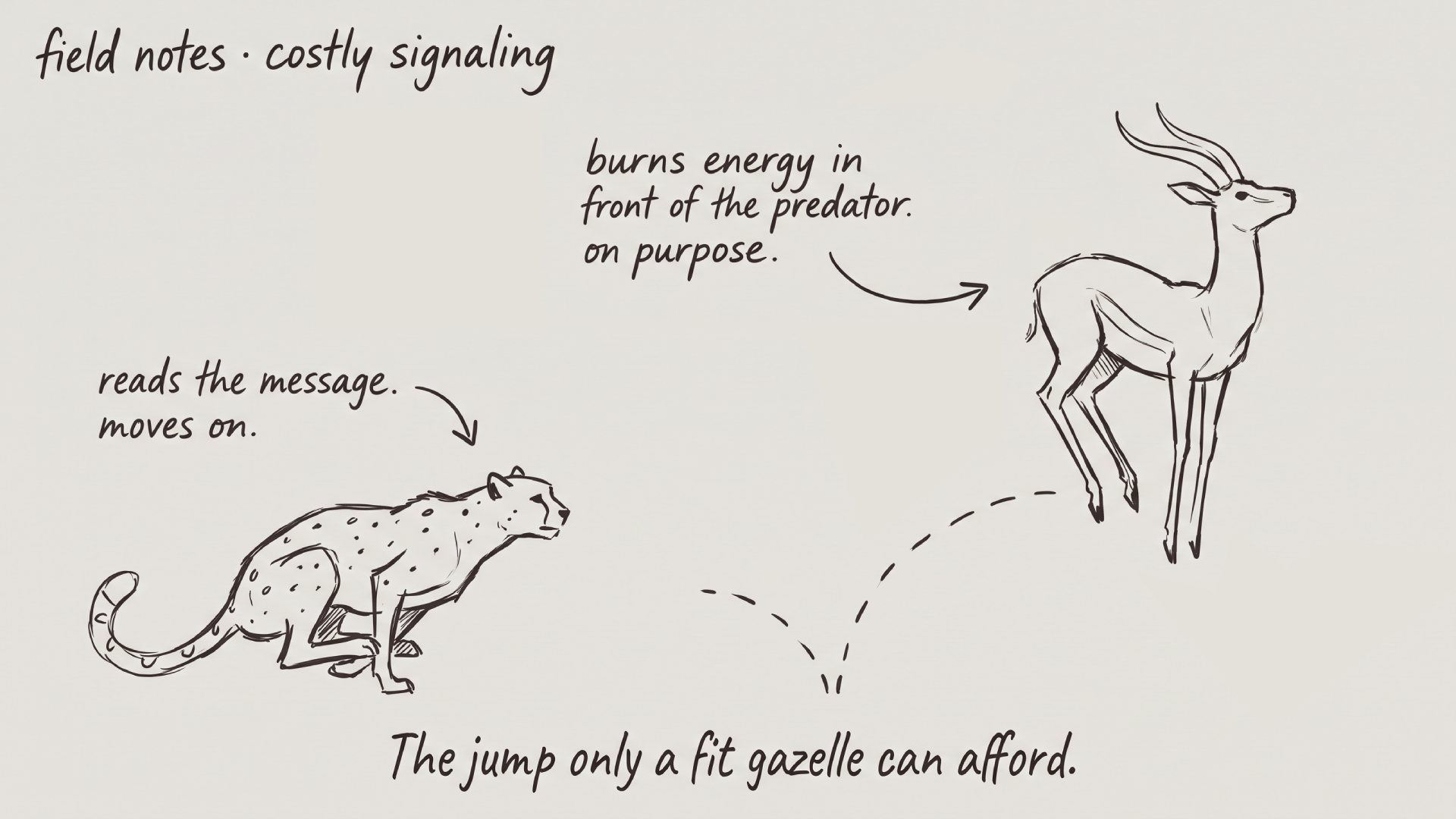 Illustration of costly signaling in nature, showing a gazelle using an energy-intensive display while a predator observes and moves on.