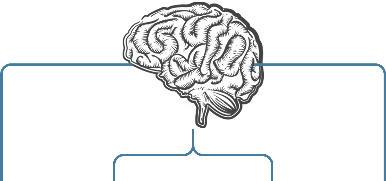 brain