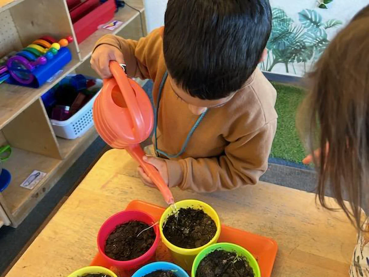 A pre-K child watering seedlings in small pots with a pink watering can