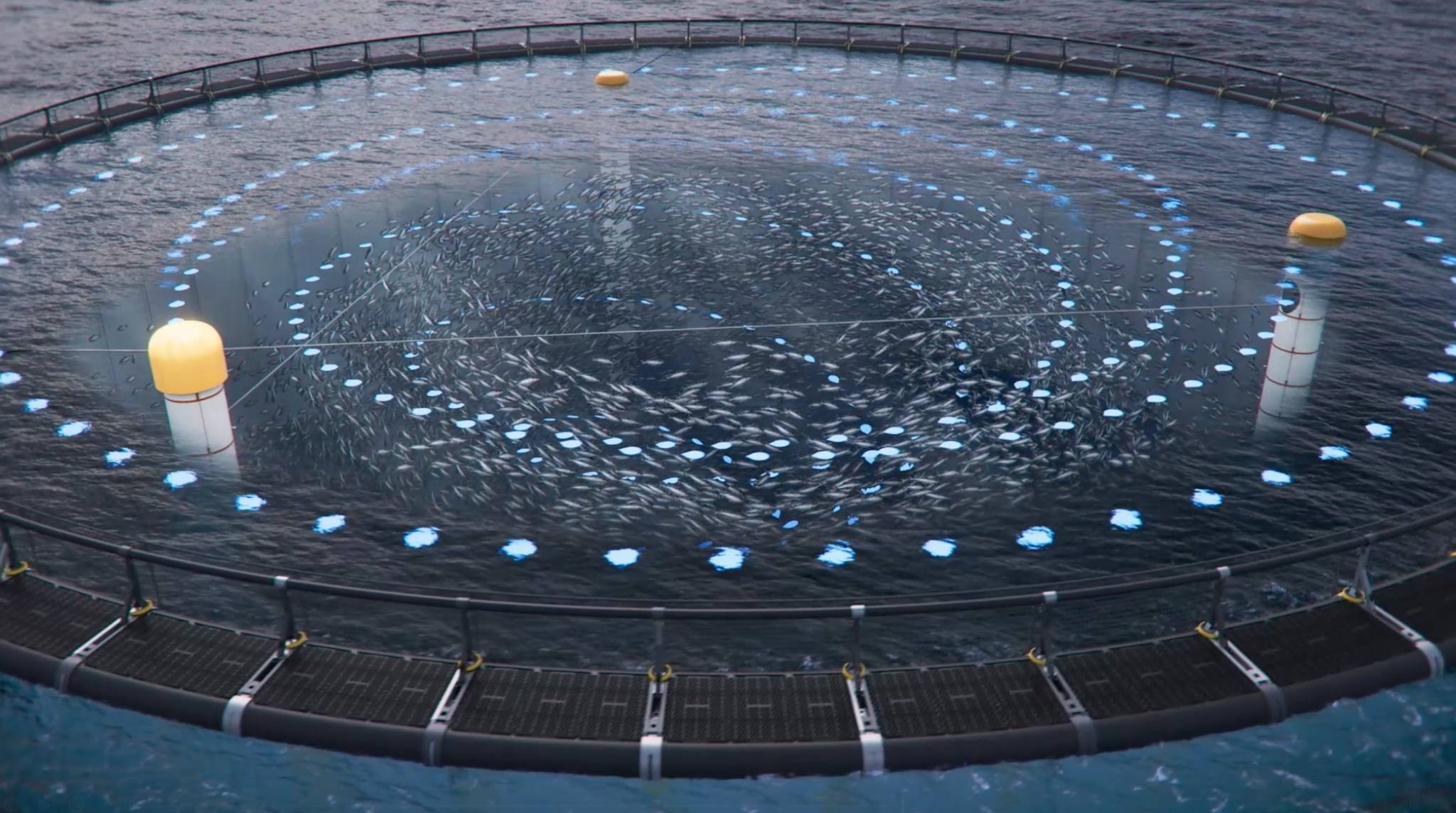A semi closed cage aquaculture