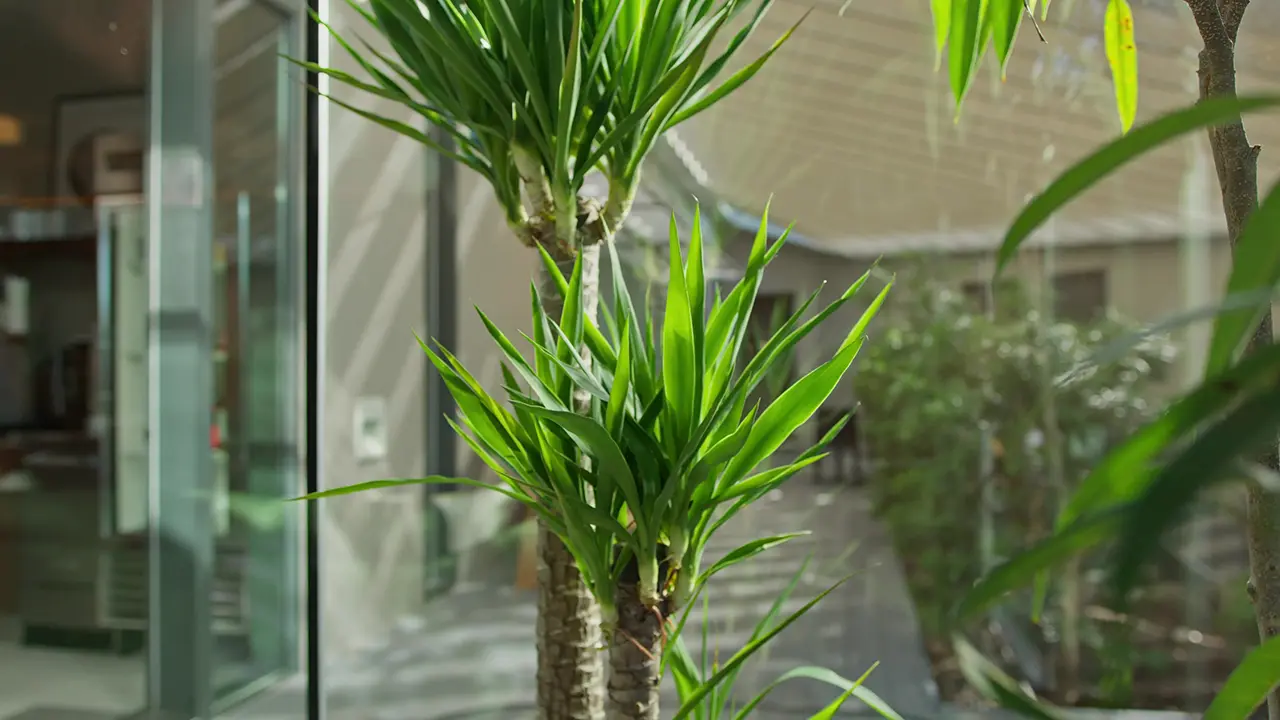 Treehouse Plant Close