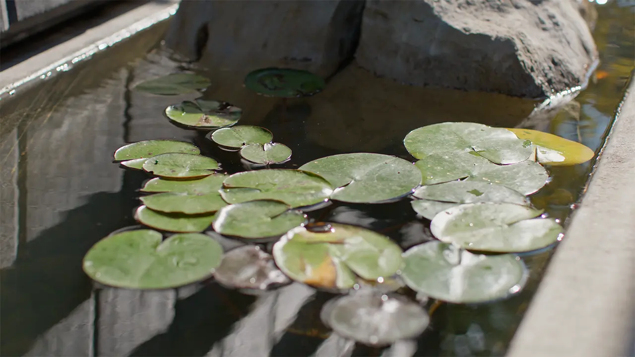Soco Lily Pads