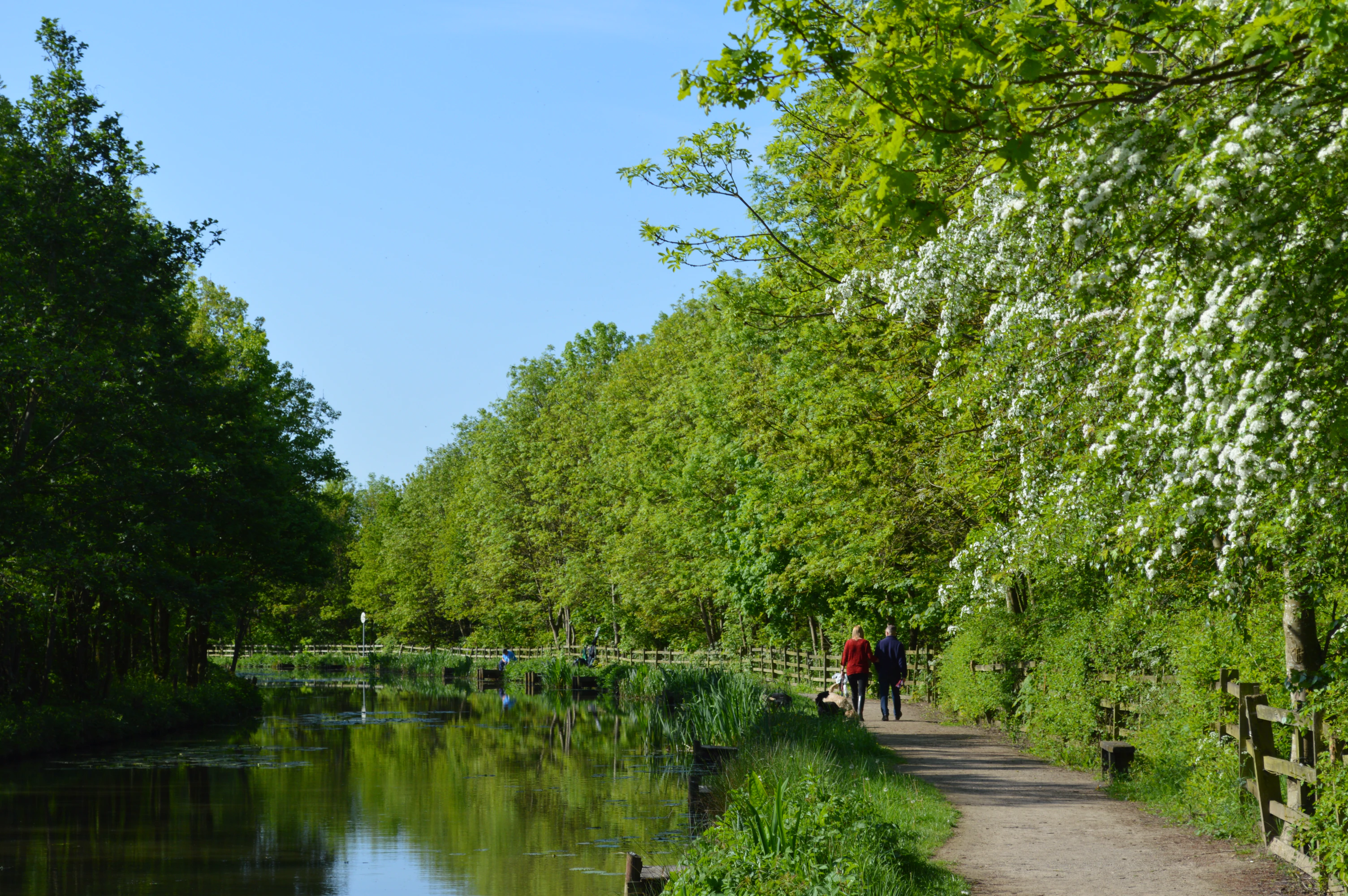 Two people walking a dog on a path beside a calm canal lined with green trees and white blossoms on a sunny day.