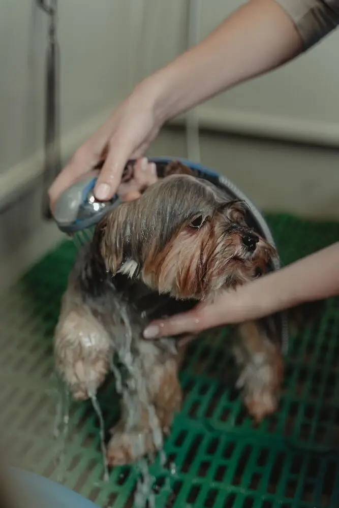 Pet grooming station home indoor Surrey White Rock Langley BC