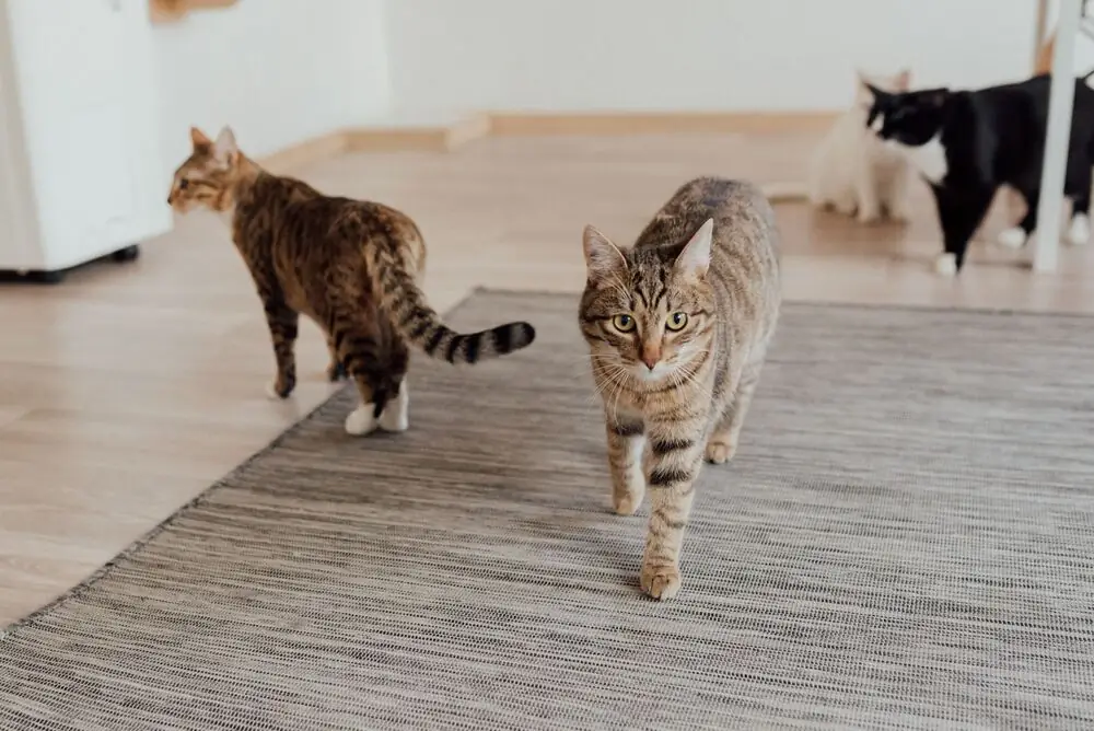 cat on LVP luxury vinyl plank flooring modern home