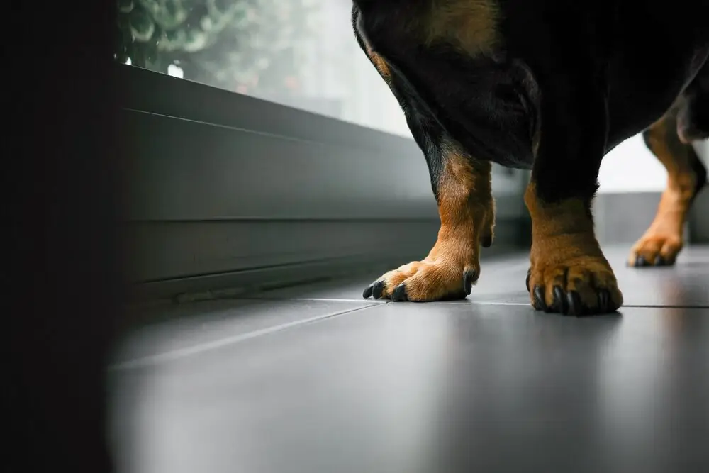 dog paw on porcelain tile floor modern home