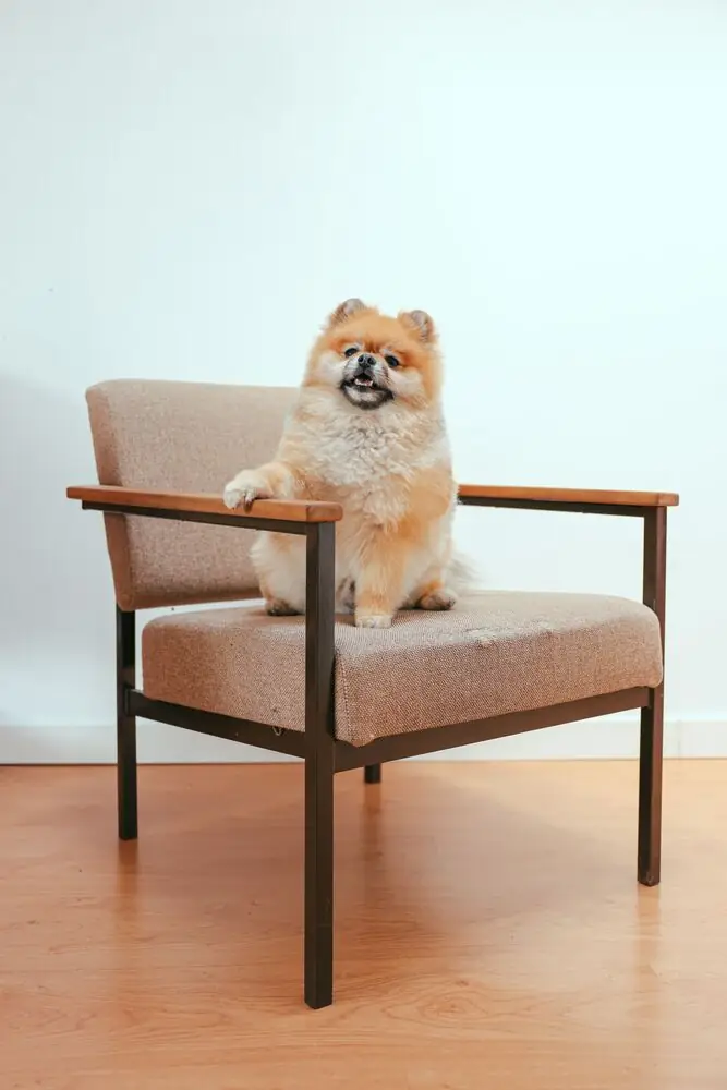 dog on chair with laminate floor modern home