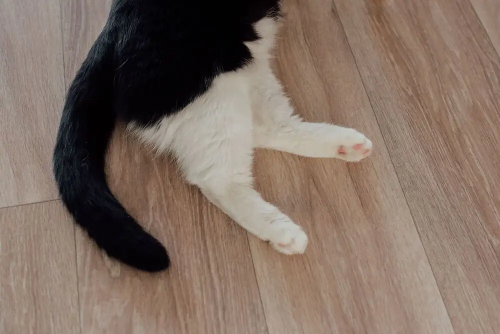 cat on engineered hardwood floor modern living room