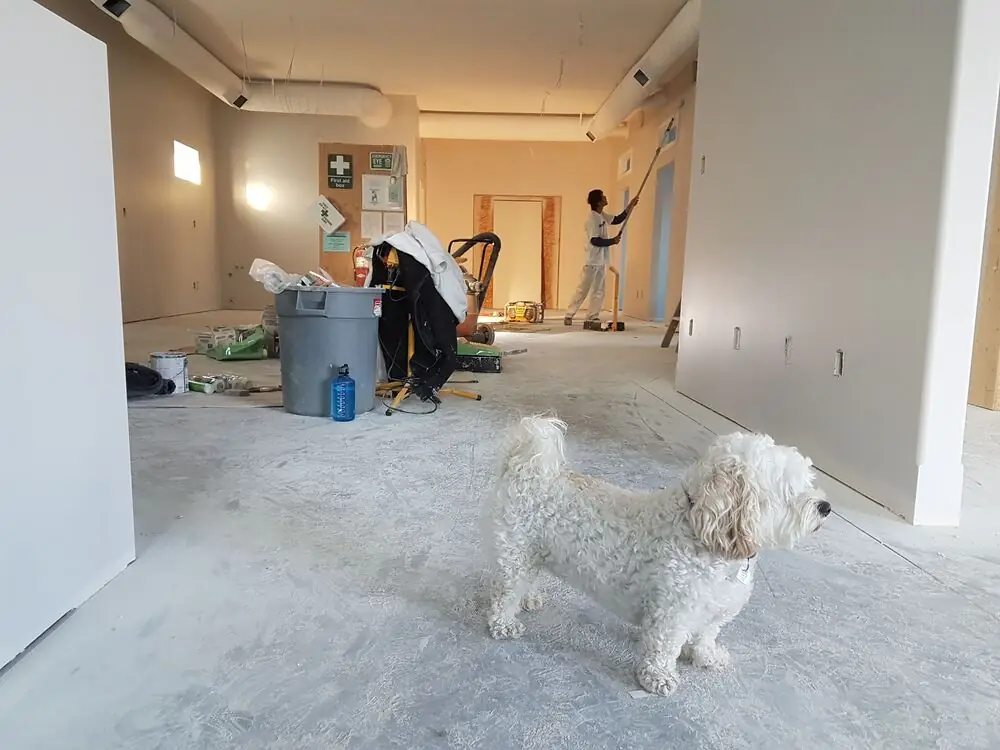 Pet-friendly home renovation dog modern living room Surrey White Rock Langley BC