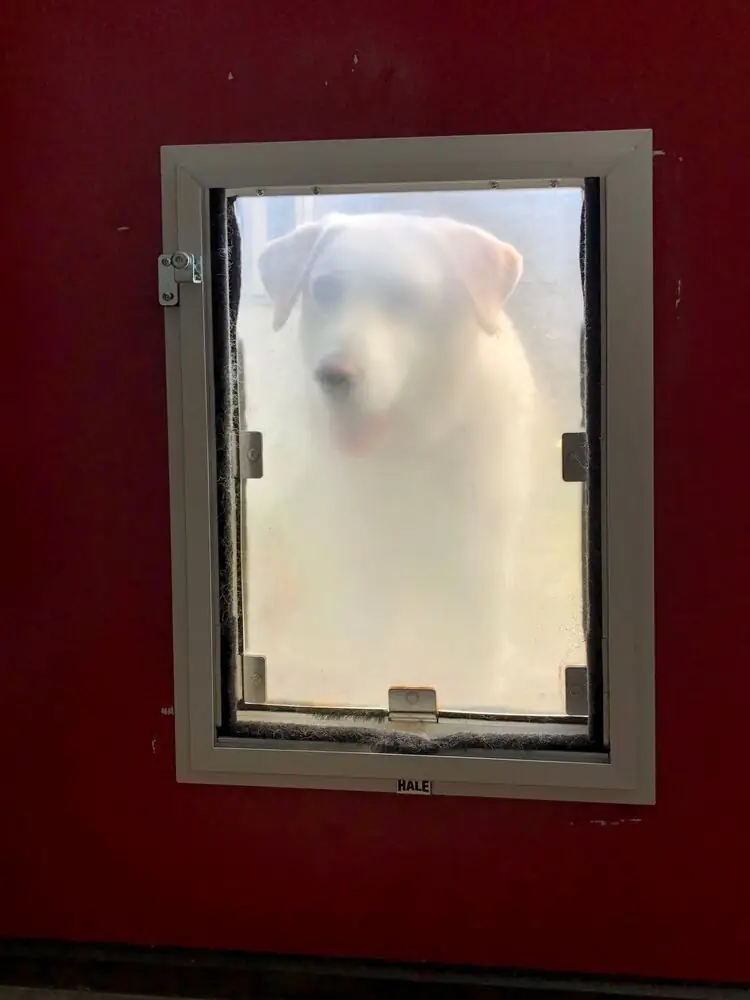 Pet door built-in modern home Surrey White Rock Langley BC renovation 2026