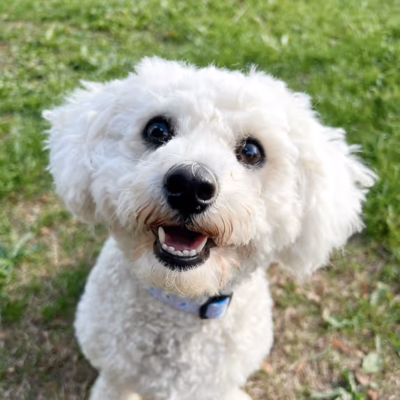 Happy white dog with curly fur, showcasing a joyful expression outdoors in a green setting, symbolizing natural beauty and wellness.