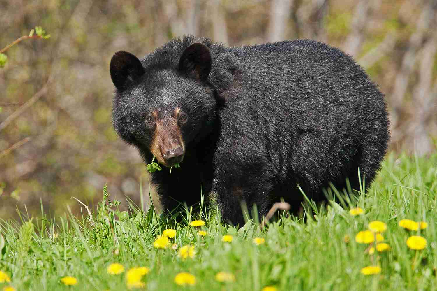 Observation de l’ours noir