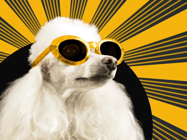 A dog with gold sunglasses representing how a B2B website shouldn't be boring