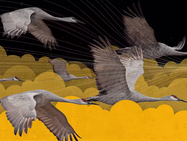 A flock of cranes flying through yellow clouds in a black sky.