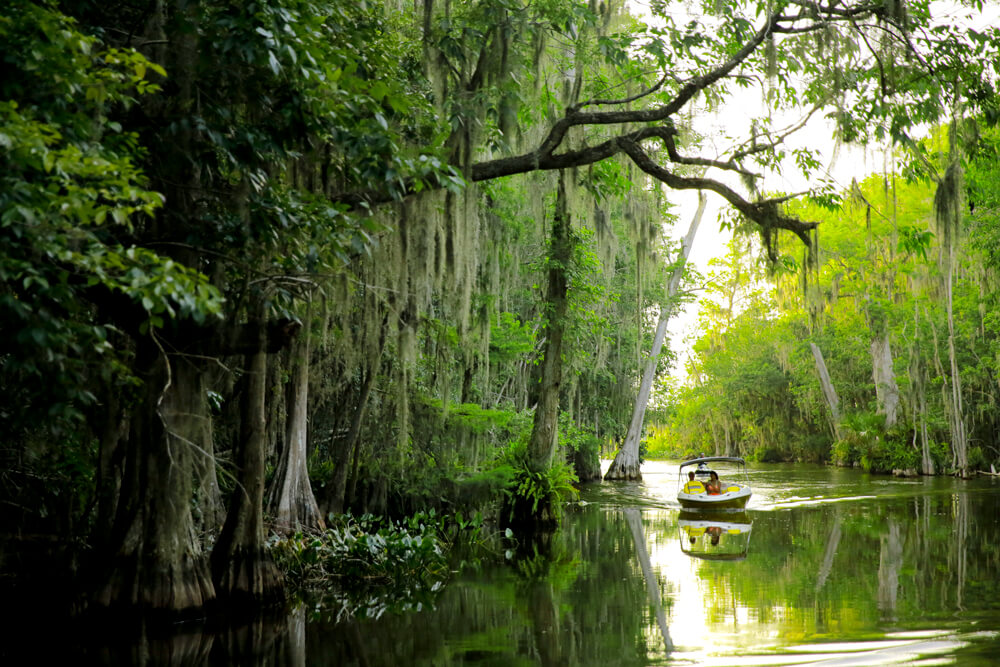 Small motorboat with two people cruising through a lush, green swamp with hanging Spanish moss on trees.