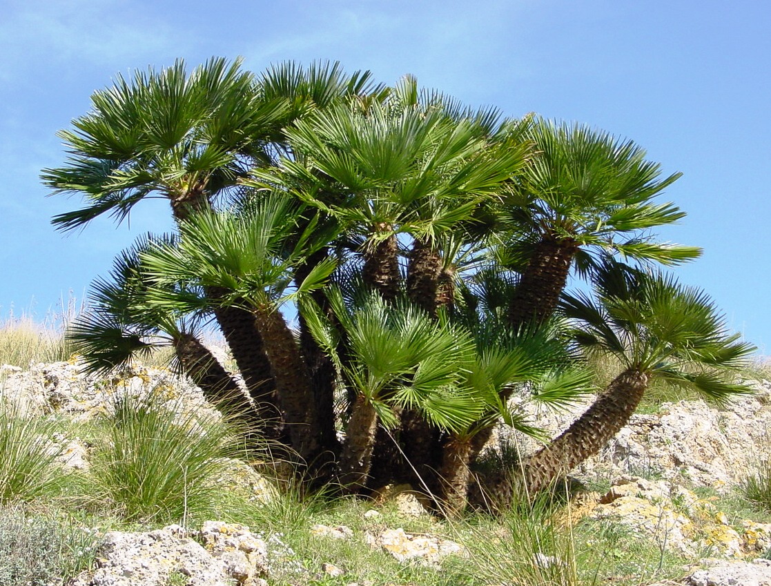 Mediterranean fan palm with compact fan-shaped foliage