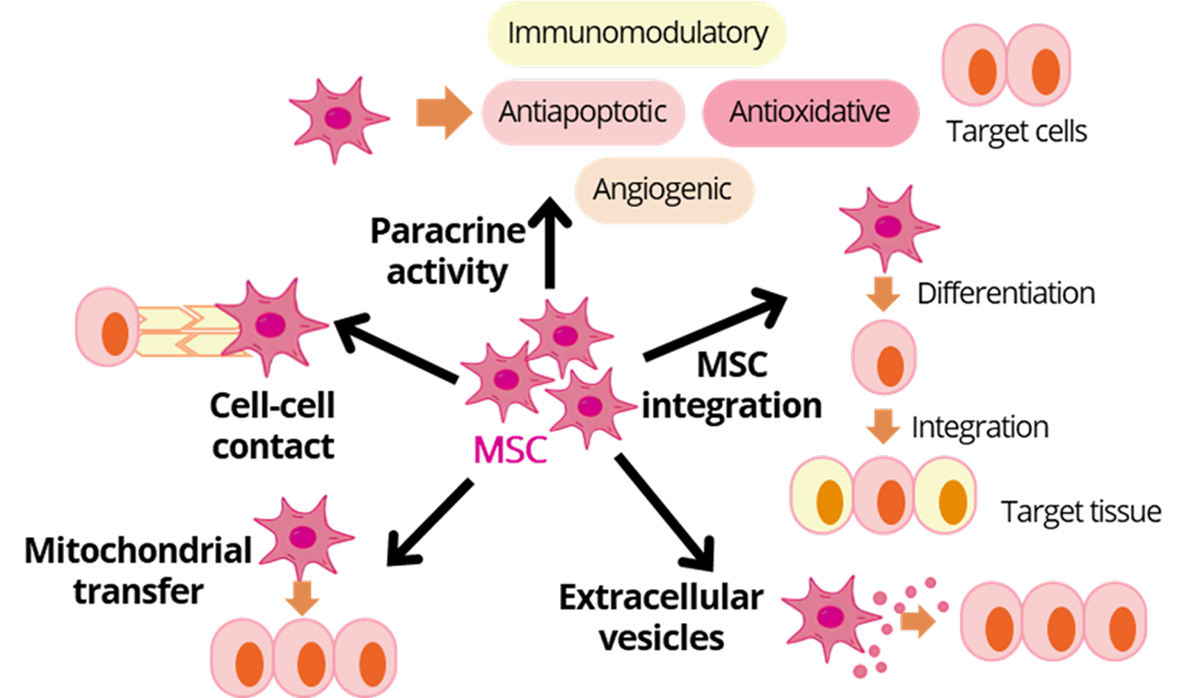 Daewoong Pharmaceutical Indonesia  - Allogeneic Stem Cell Therapy (UC-MSC, AD-MSC)