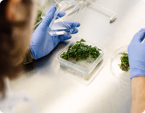 A closeup of a female doctor wearing blue gloves