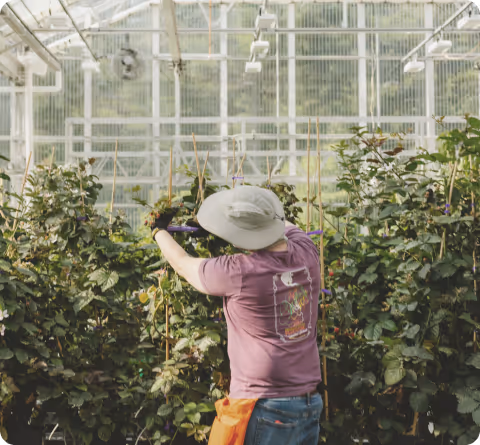 a person trimming some tall plants