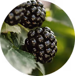 A closeup of several berries