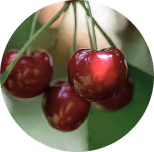 A closeup of several cherries