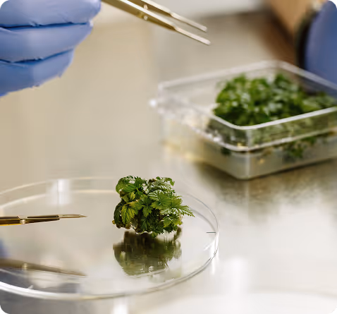 Scientist using tweezers to handle a young plant specimen in a petri dish for genetic research in a laboratory