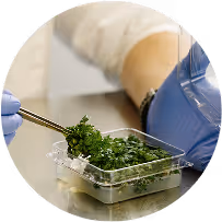 Gene editing of plant samples in sterile lab environment