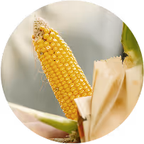Genetically enhanced corn variety with visible kernels in research lab