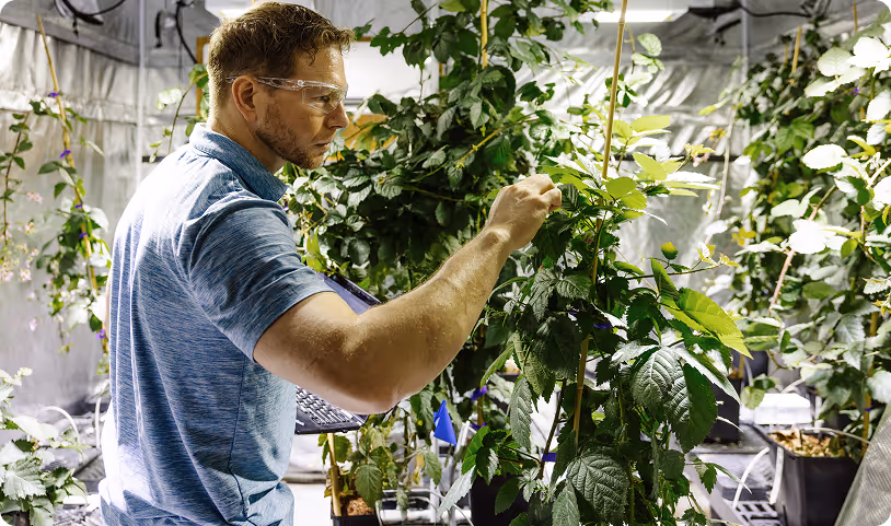Scientist assessing gene-edited plant performance in vertical farm setting
