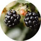 Two ripe blackberries growing on the vine