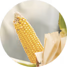 Yellow corn cob partially peeled from husk