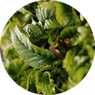 Close-up of healthy green leaves from gene-edited plants