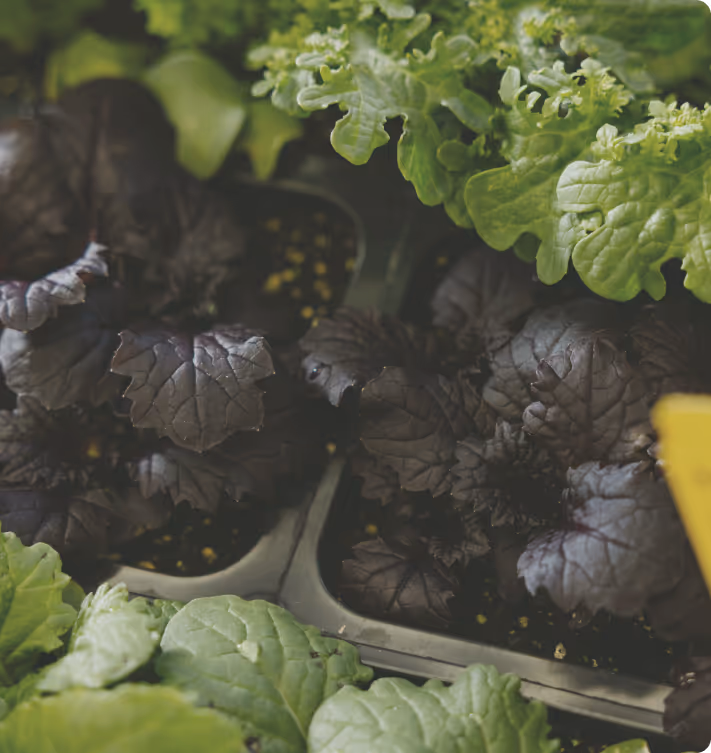 Fresh organic leafy greens in agricultural setting for food innovation