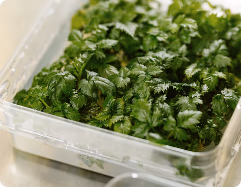 Close-up of green plant samples in biotech lab for research and propagation