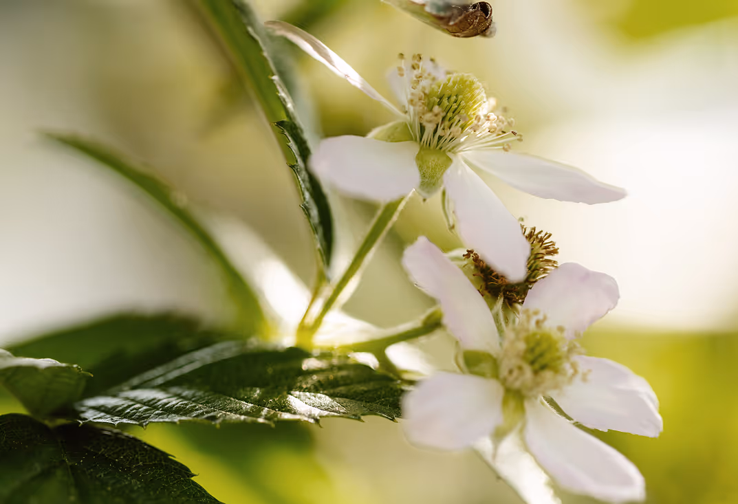 Close-up of white flower blooming on green plant