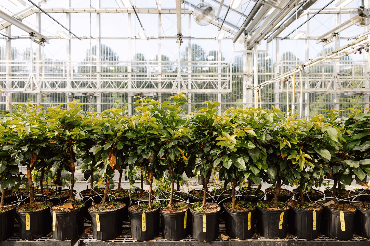 Greenhouse cultivation of fruit-bearing plants in pots under controlled environment