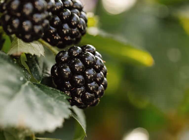 Organic blackberries ripening on bush in greenhouse setting