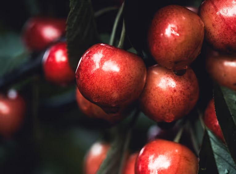 Glossy red cherries growing in orchard environment