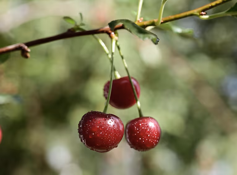 three red cherries hanging from tree branc